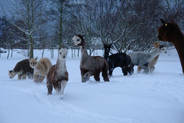Alpakas im Schnee